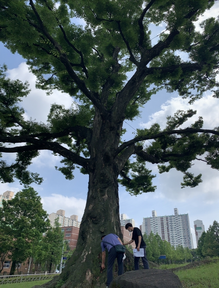 수원시공원녹지사업소·나무병원 관계자가 지난 26일 영통구 영통동에서 보호수로 지정된 느티나무(수원 18호)를 점검하고 있다.